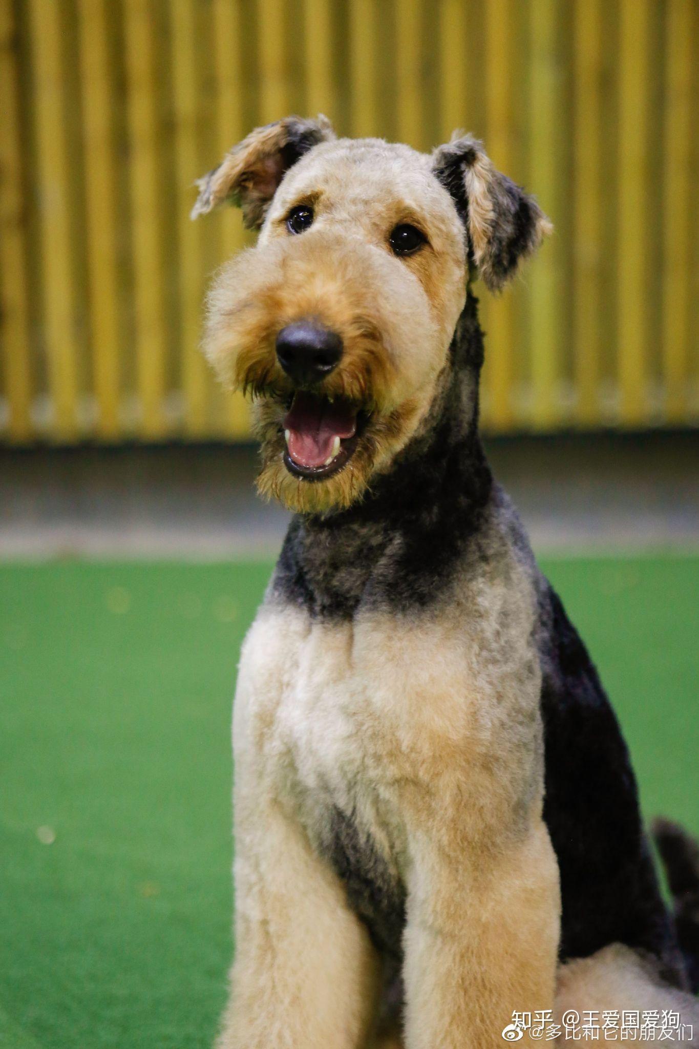 万能梗好养吗?它的优点和缺点有哪些?