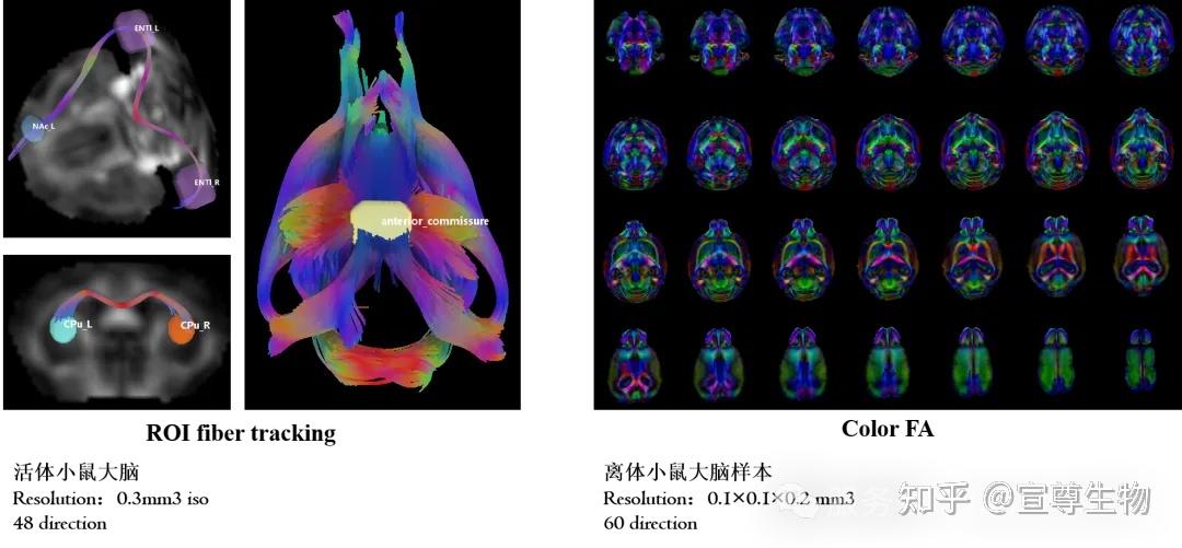 小动物核磁共振MRI9.4T应用介绍 - 知乎