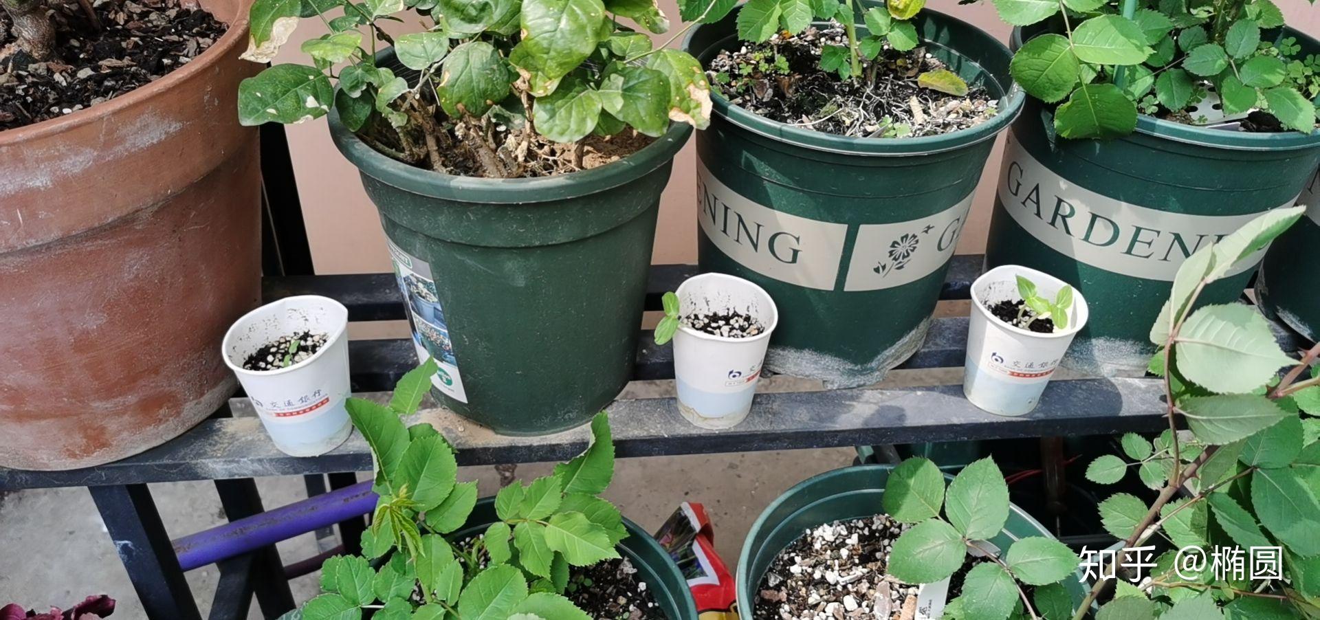南天竹种植时间和方法