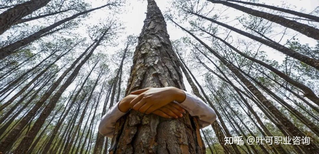 抱树疗愈法：你可以试试去拥抱一棵树~ - 知乎