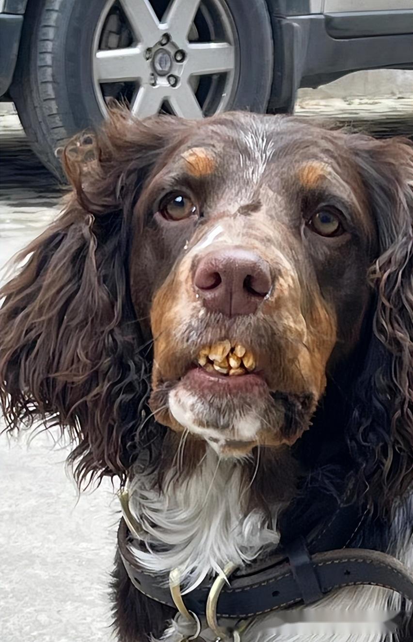 狗子一口黄牙难不成是汪界老烟民