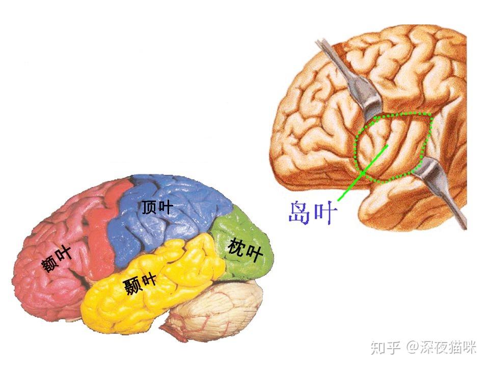 心理过程与脑有什么关系? - 知乎