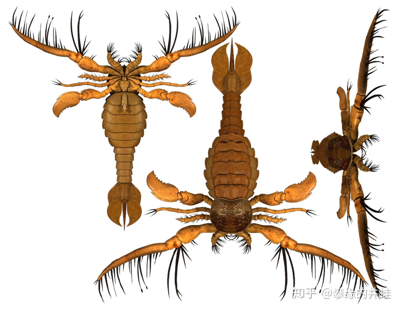 这类板足鲎在奥陶纪极尽兴旺,演化后期的羽翅鲎体型更大,捕食肢也更加