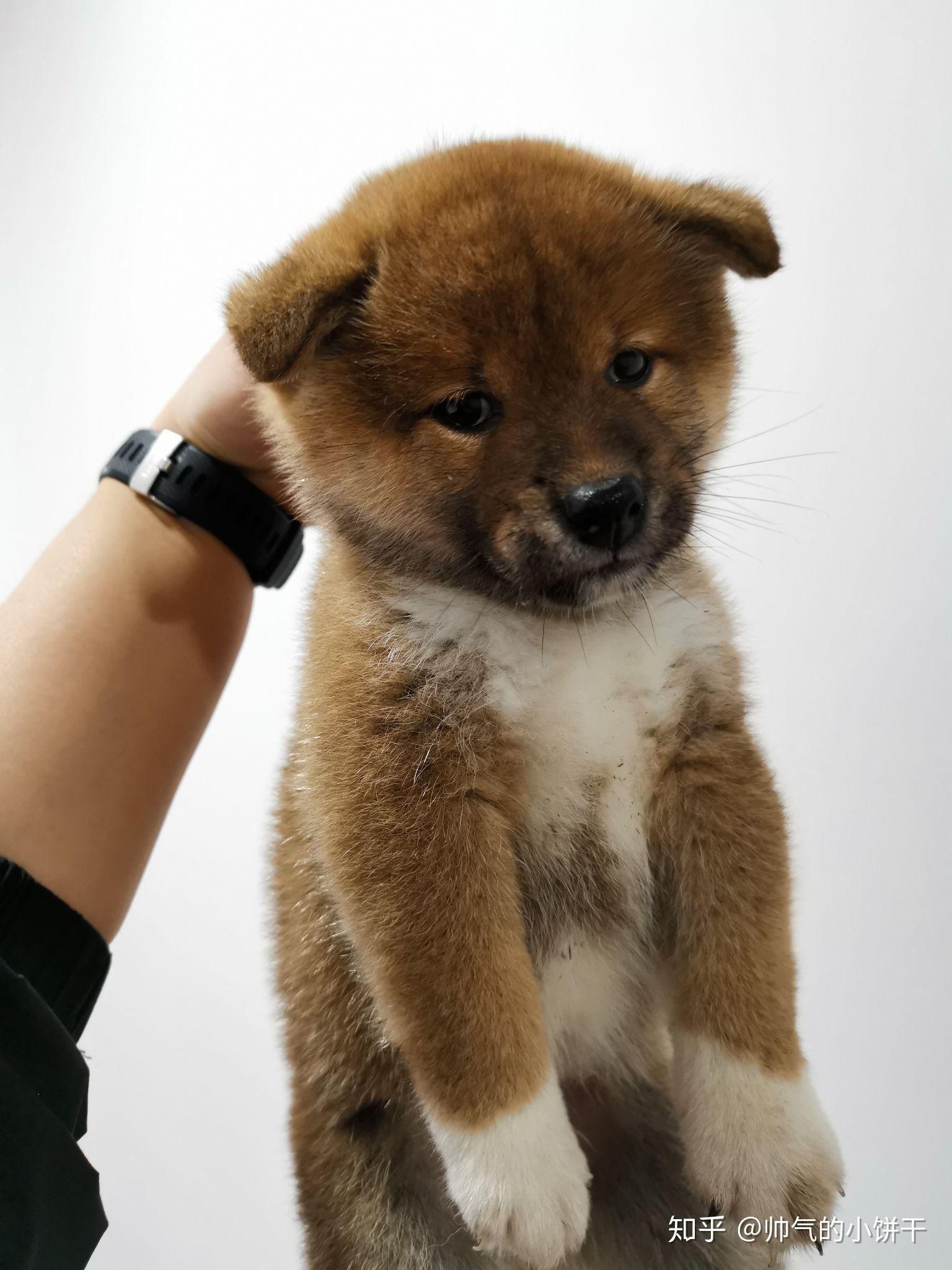 你们的柴犬小时候长什么样