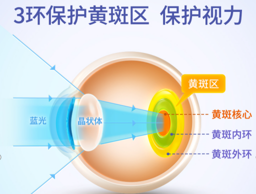 玉米黄质保护内环,以及,视网膜黄斑区内环和视网膜核心区视网膜黄斑区