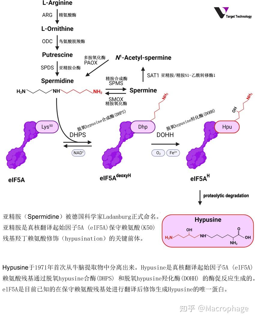 多胺Polyamines-eIF5A-羟腐胺赖氨酸化Hypusination通路原理 - 知乎
