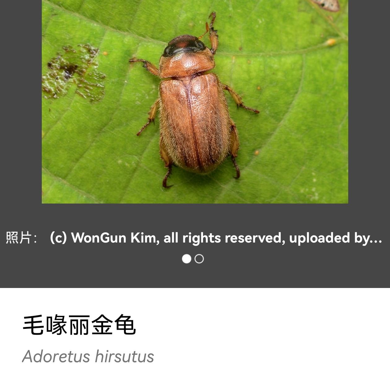 求助,这是什么虫子,不知道有没有毒?