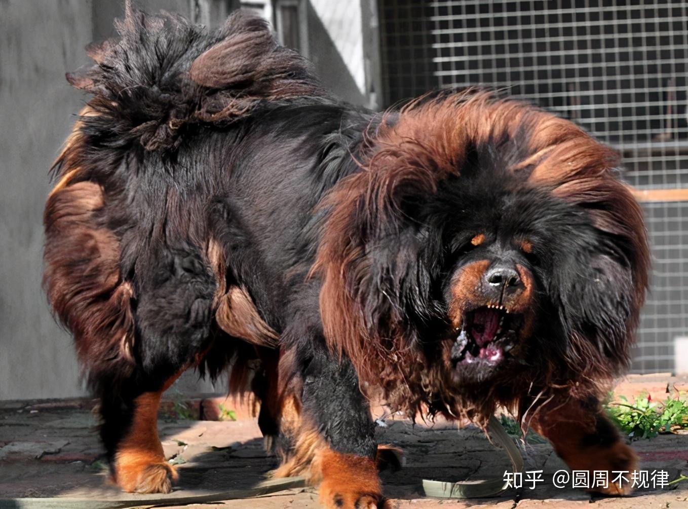 藏獒起源于我国西藏的大型犬类,如今在城市地区被禁养的狗狗.