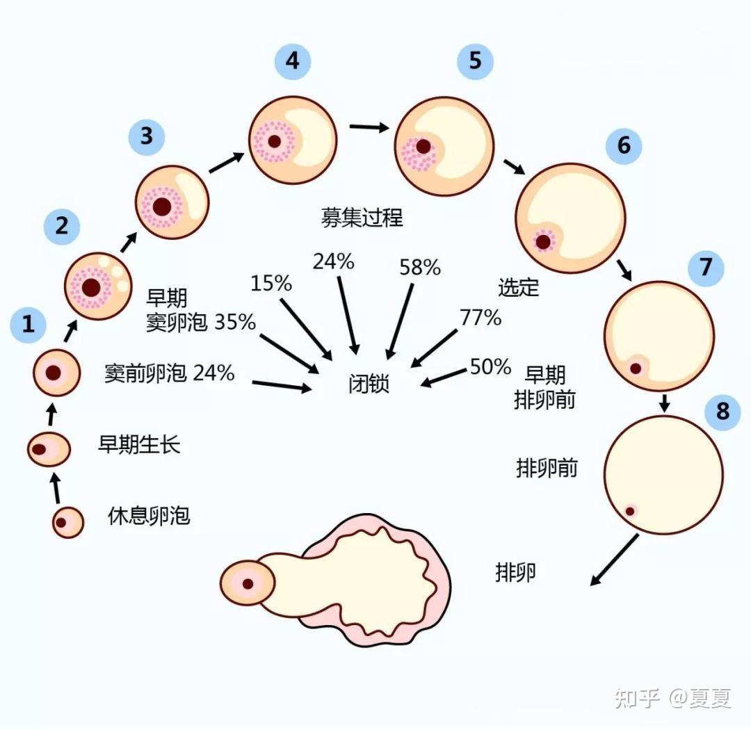 图13～6 成熟卵泡的卵丘-功能组织学与胚胎学-医学