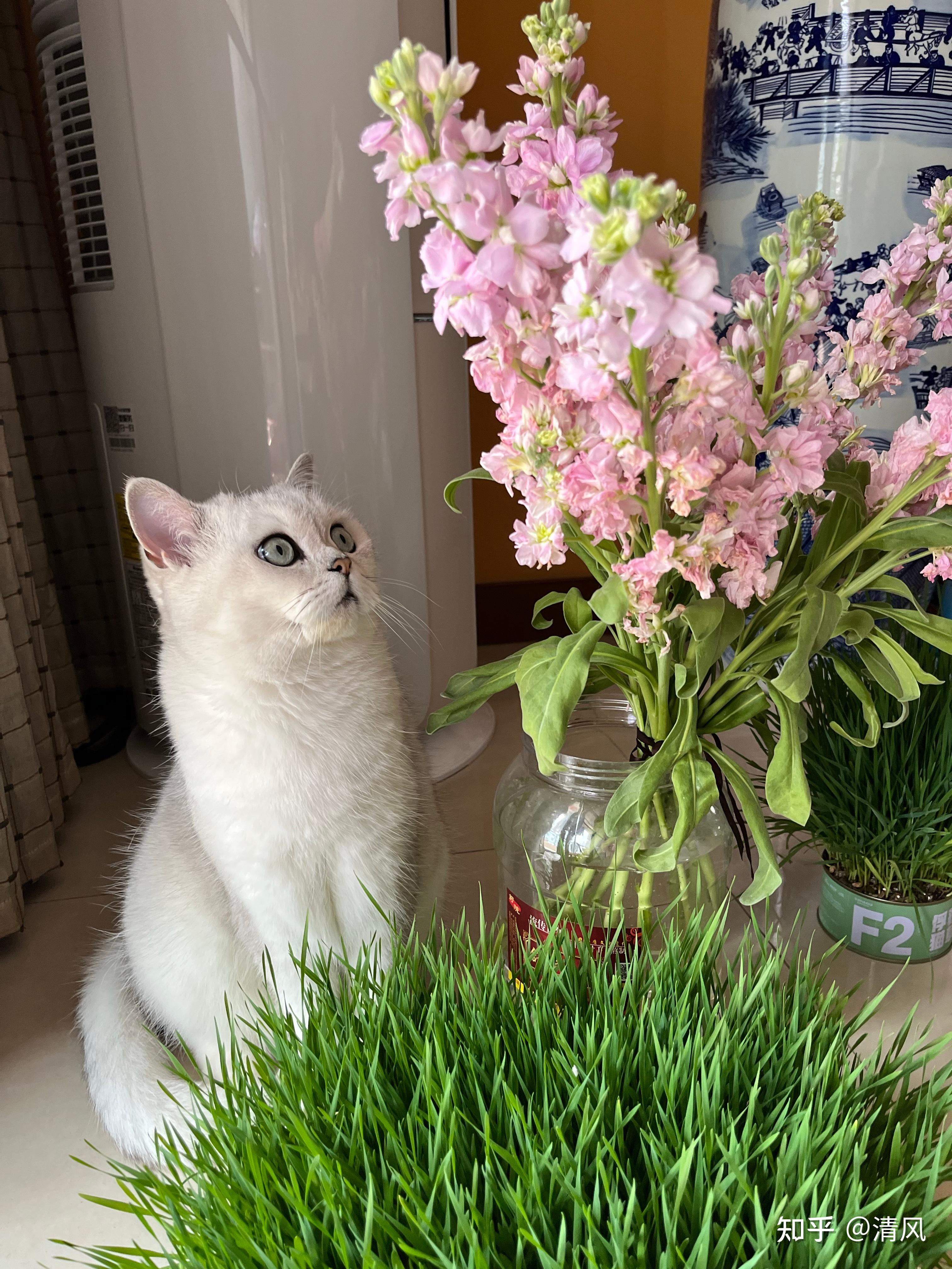 人类为什么沉迷于吸猫?被猫控制了? - 知乎
