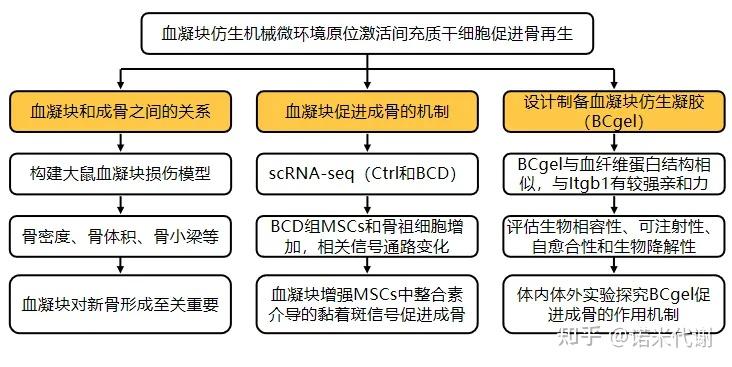 项目文章 | IF 15.7 揭秘骨再生,血凝块仿生机械微环境原位激活间充质干细胞成骨 - 知乎