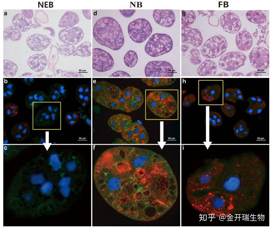和鼠单抗合作技术:抗体制备in-depth proteome of the hypopharyngeal