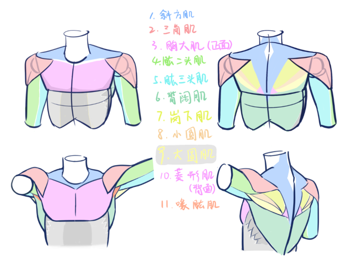 绘画人体 肌肉难点之 肩部范围 腋下 知乎 绘画人体 肌肉难点之 肩部范围 腋下 知乎