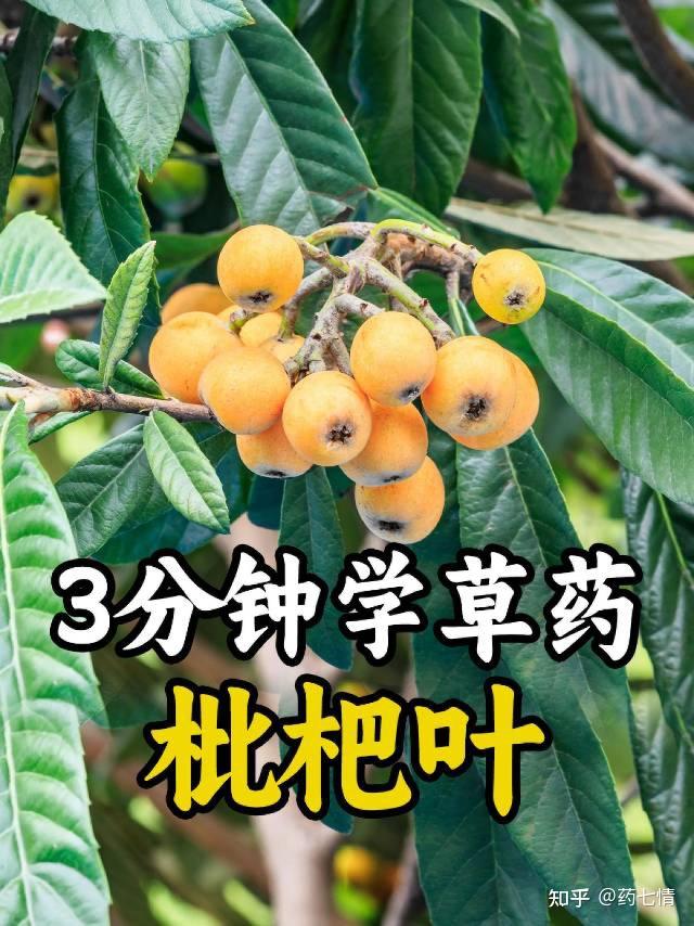 3分钟学草🌿药——批把叶 - 知乎