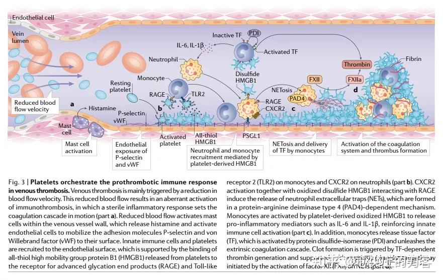 心血管病理学中炎症和血栓形成的相互作用 - 知乎