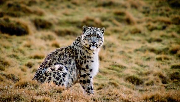 珍稀动物雪豹频繁现身长江源头地区最近一月已拍到10只