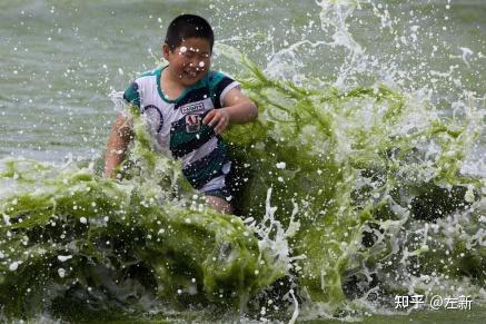 浒苔绿潮综合治理建议方案 - 知乎