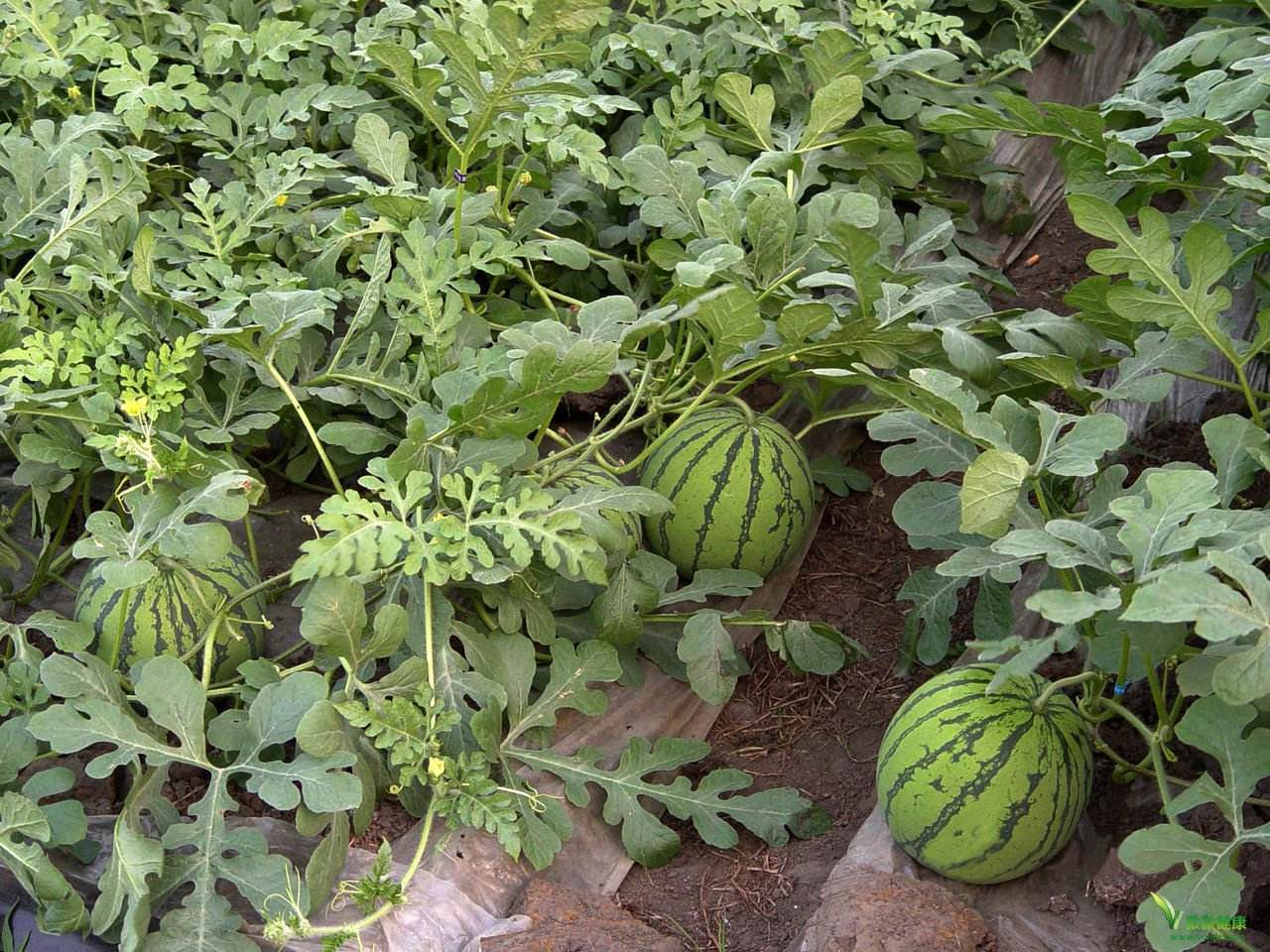 西瓜怎么种植最快 v2-ab76a2aa210c73cbeea4fc5f3f349df3_1440w.jpg?source=172ae18b