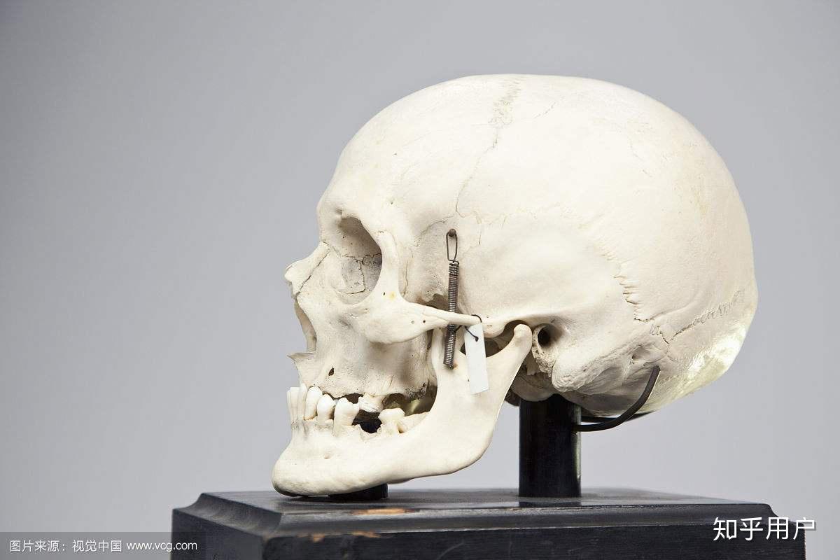 人类没有犬齿,是不是本来就是吃素的? - 知乎