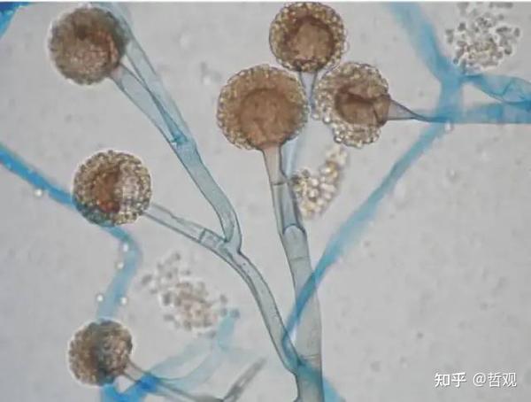 【植物学笔记】菌类植物 - 知乎