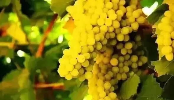 新疆旅游最佳时间表:在最好的时间看最美的风