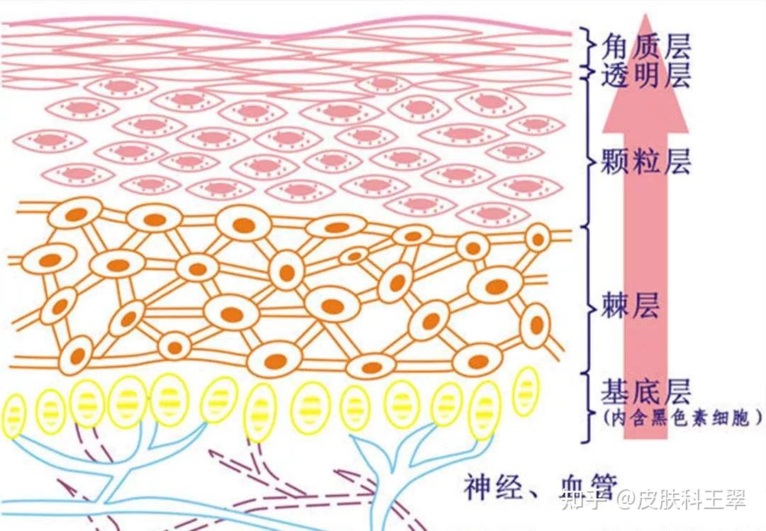 是角質細胞層層疊疊像瓦片一樣排列組成的,它的作用是保護皮膚,它們按