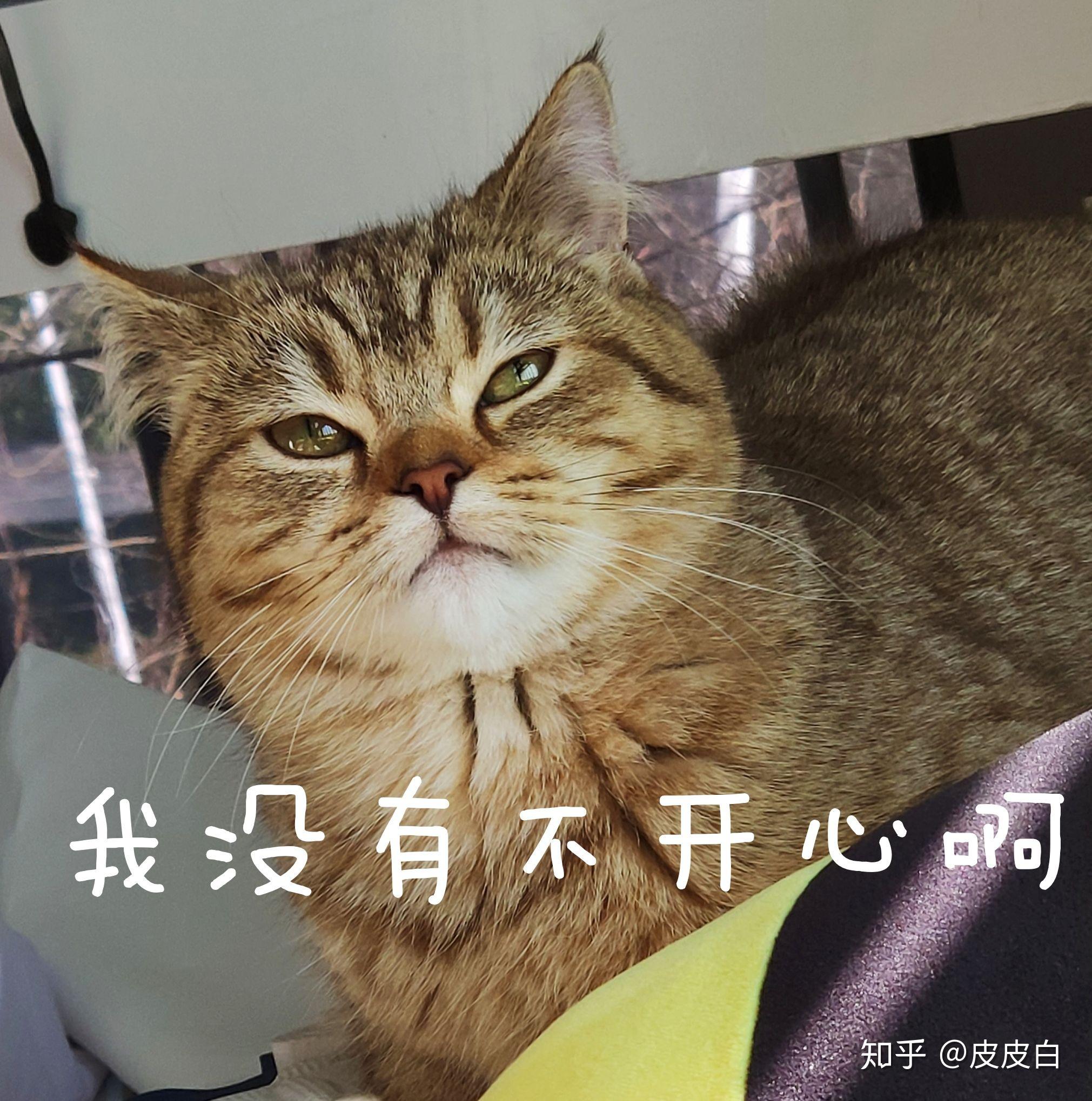 我想看看你们的猫咪可以吗?