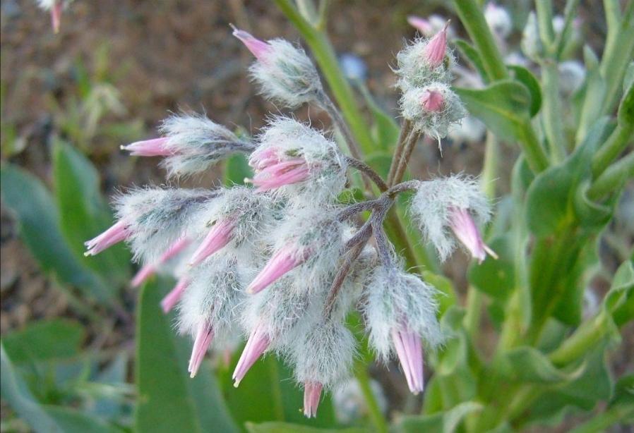紫草科花卉:滨紫草及其他