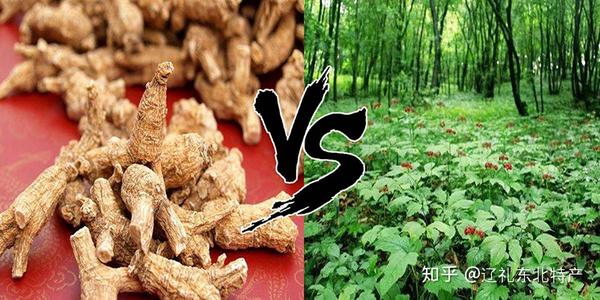 花旗参和长白山人参有哪些不同 哪种参更好一些 知乎