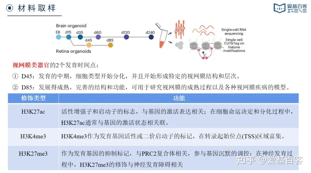 Nature Neu | 单细胞CUT&Tag+单细胞RNA-seq+类器官解析发育动态过程的表观遗传机制 - 知乎