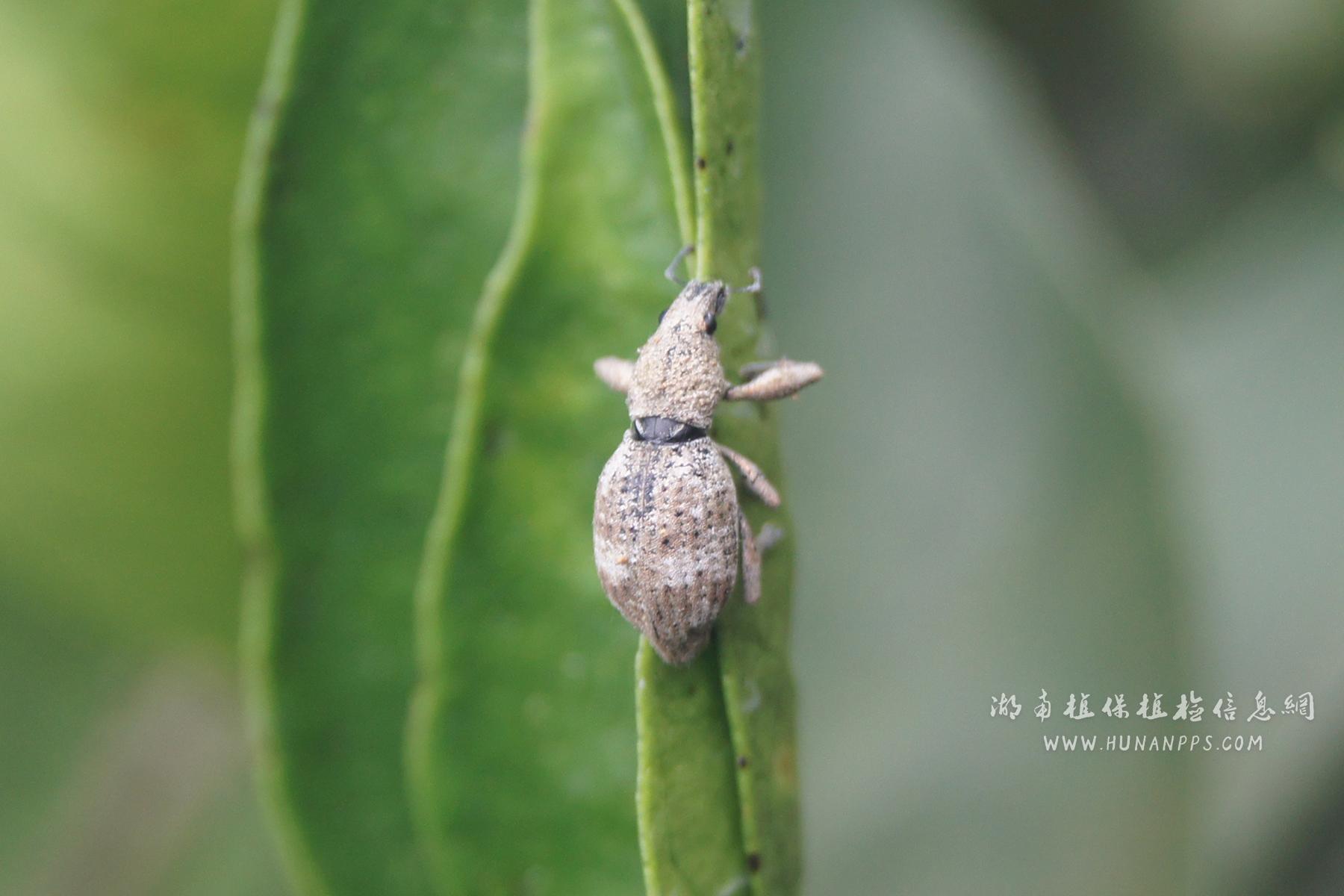 图8:茶大灰象甲成虫.图片来源:湖南省植保知识和技术查询系统.