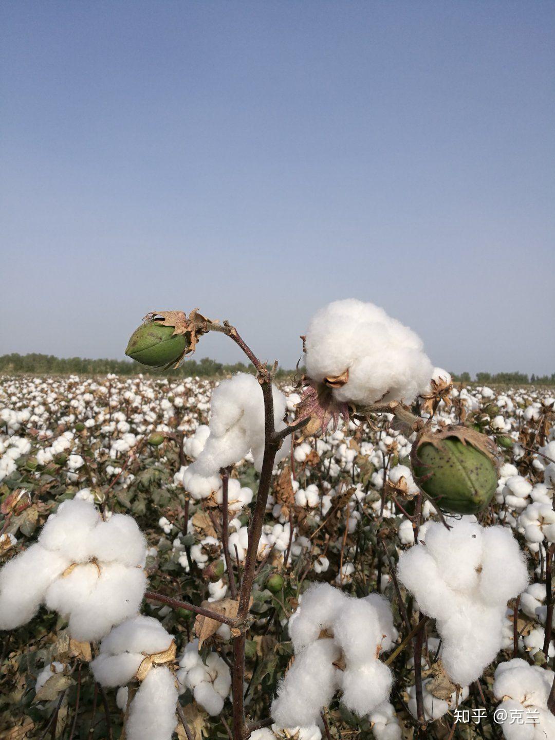 你若是不敢想入非非可别说人家是痴心妄想你看红艳艳的棉花褪成棉桃