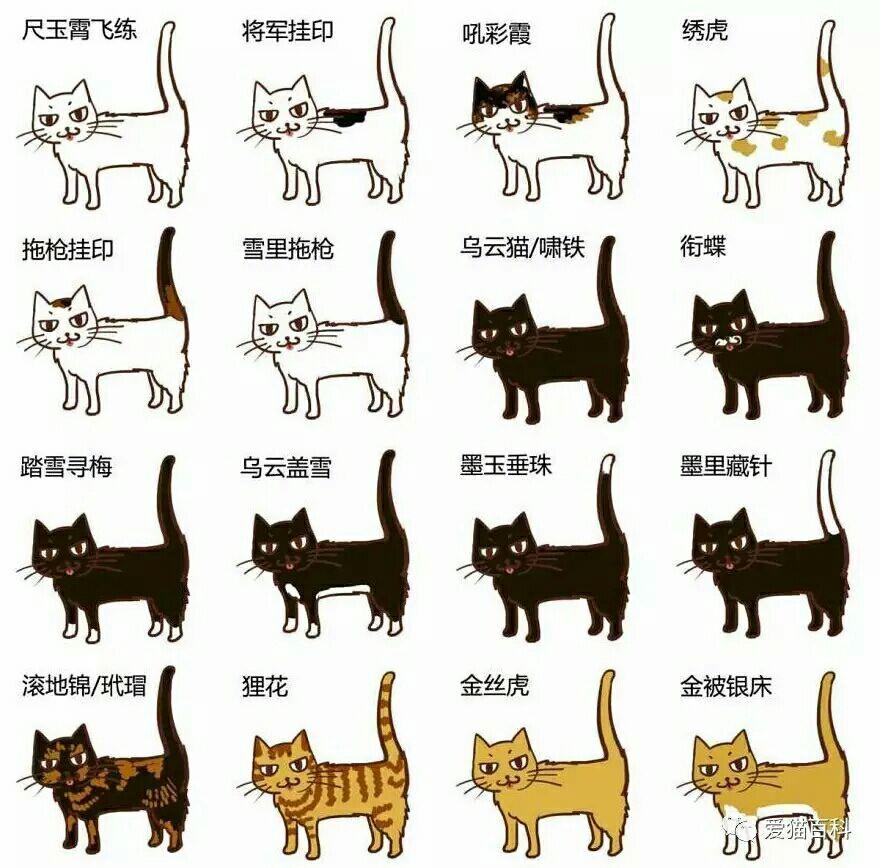狸花猫有纯黑色的吗