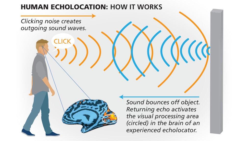 任何人都能在短短10周内学会回声定位——并重塑大脑Anyone Can Learn Echolocation in Just 10 Weeks ...