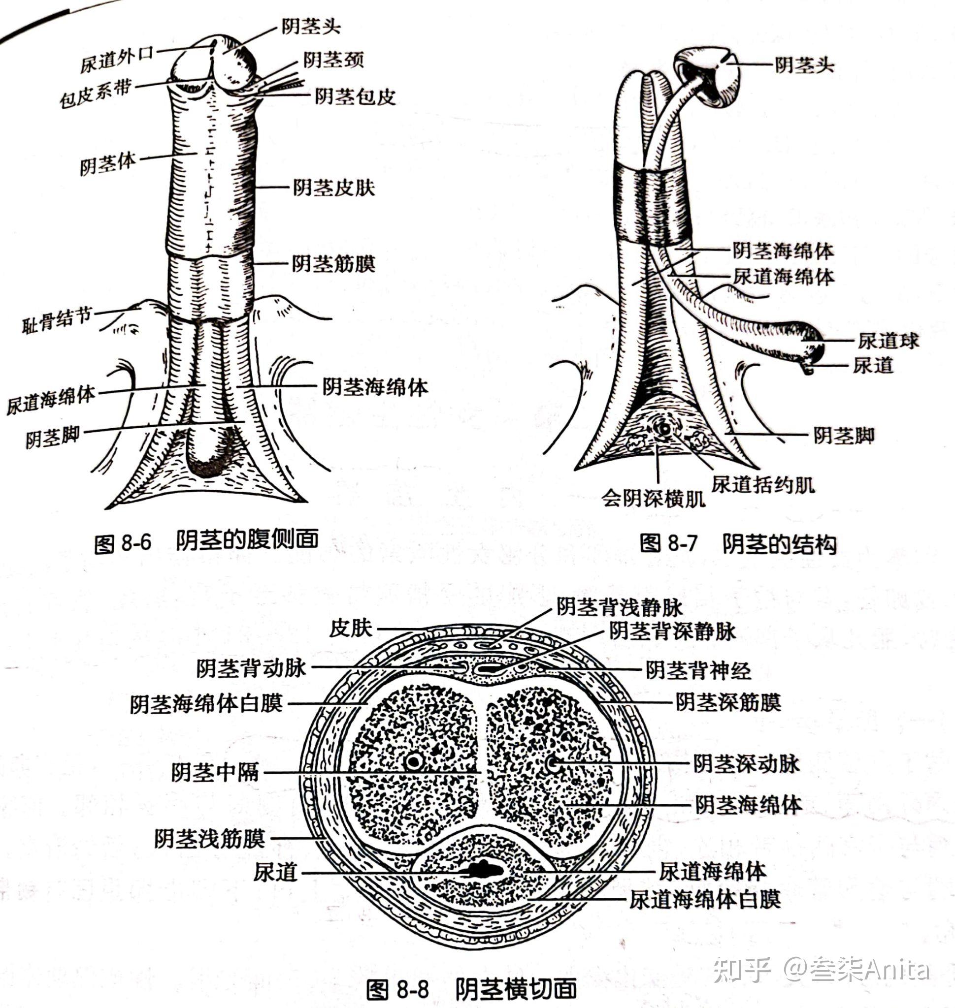 种子的过程下垂部分的男性泌尿和生殖器官德语图片中括号里为拉丁语