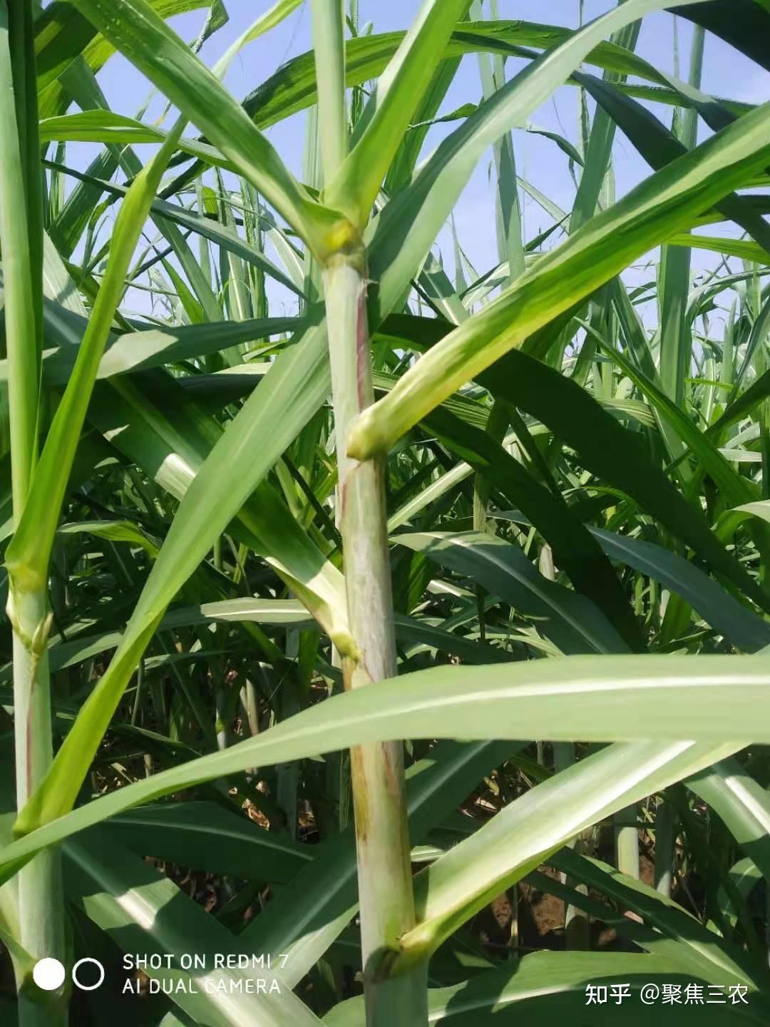 甘蔗梢腐病的防治措施