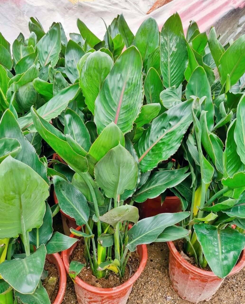 这到底是金钻还是鹤望兰