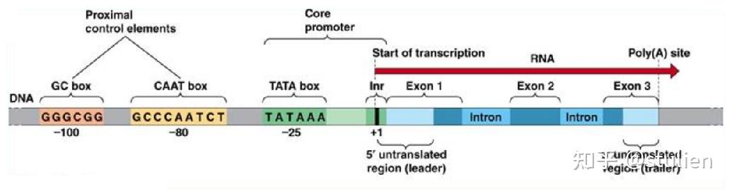 分子生物学回顾——染色体与DNA - 知乎