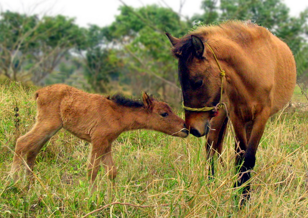 大白课|解密马的性生活!原来是这样生小马仔的 - 知乎