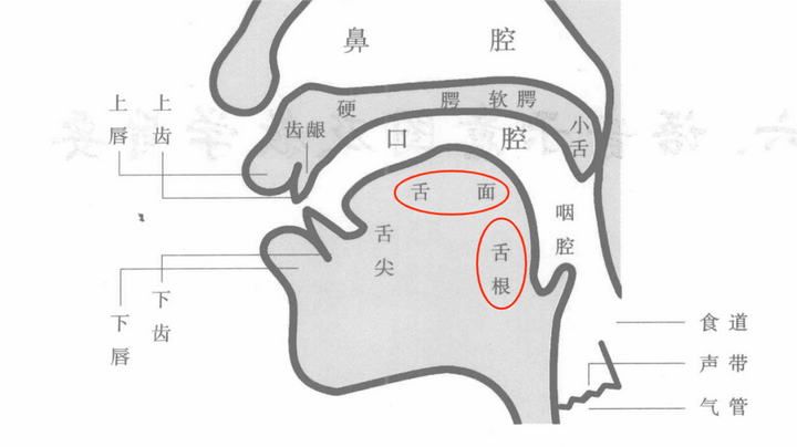 舌根僵硬紧张 三步改善 - 知乎
