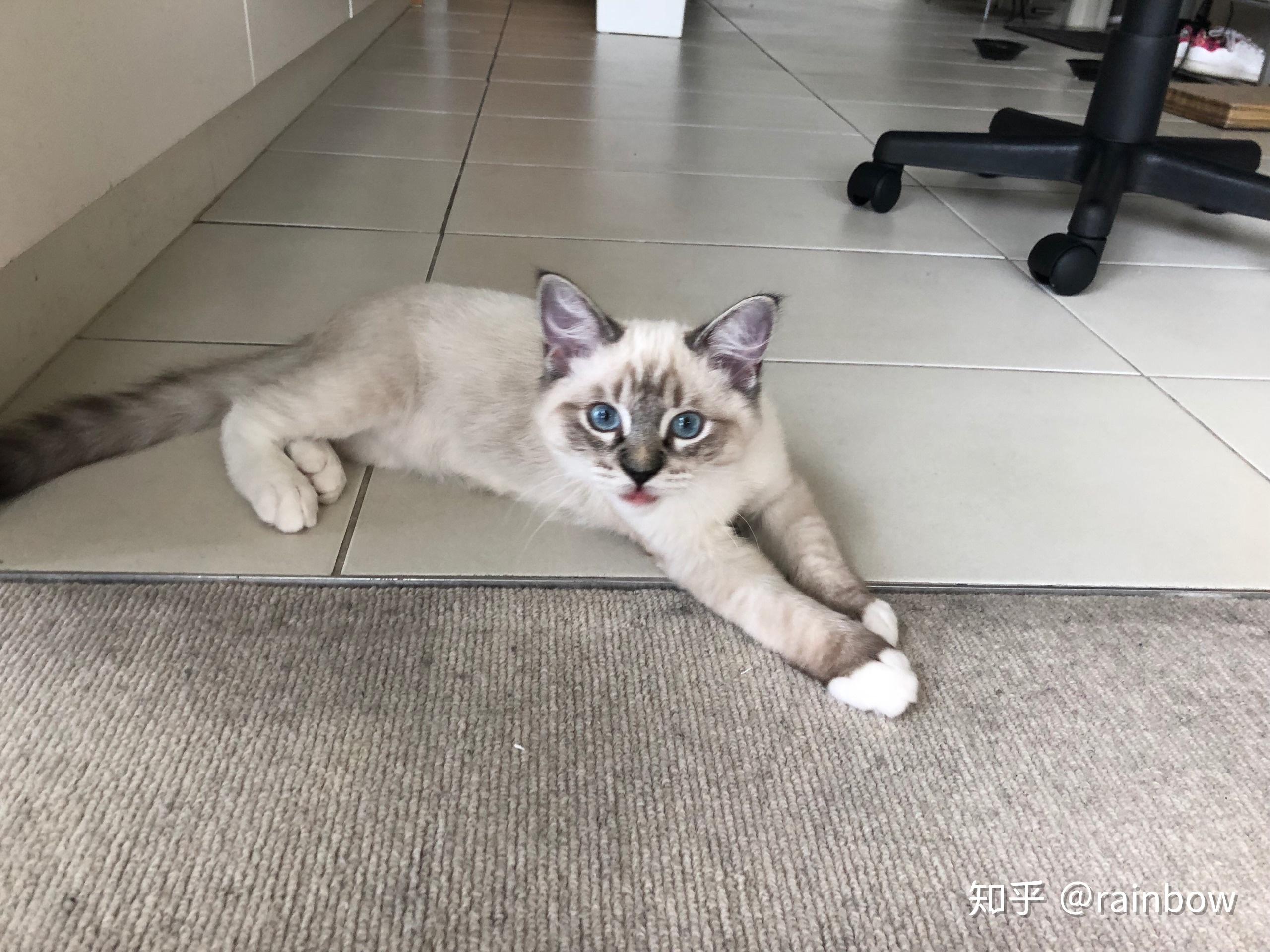 暹罗猫有山猫纹手套色么