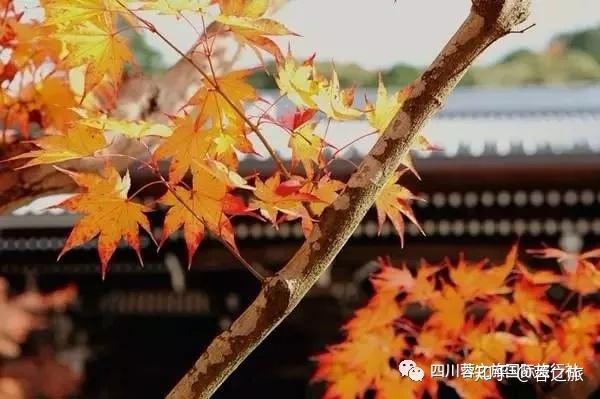 19日本枫叶季 赏枫地点集锦 值得收藏 知乎 19日本枫叶季 赏枫地点集锦 值得收藏 知乎