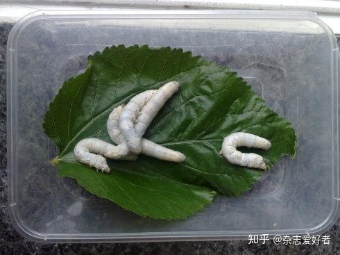 中国养蚕业的历史发展 - 知乎