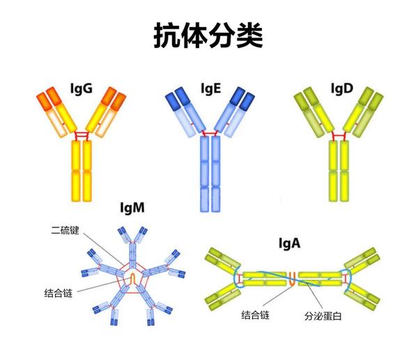 IgE是什么?与过敏有什么关系? 知乎