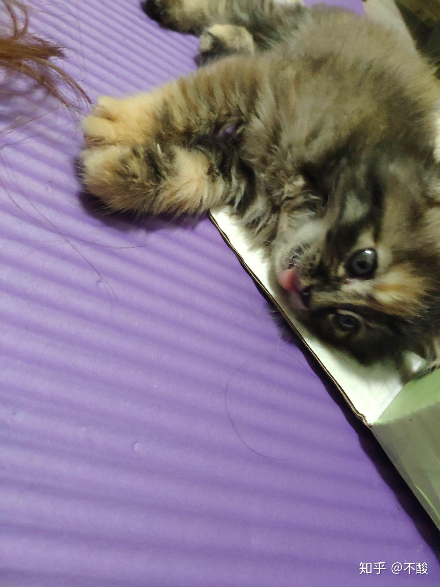 田园长毛猫大家帮我看看这是什么猫