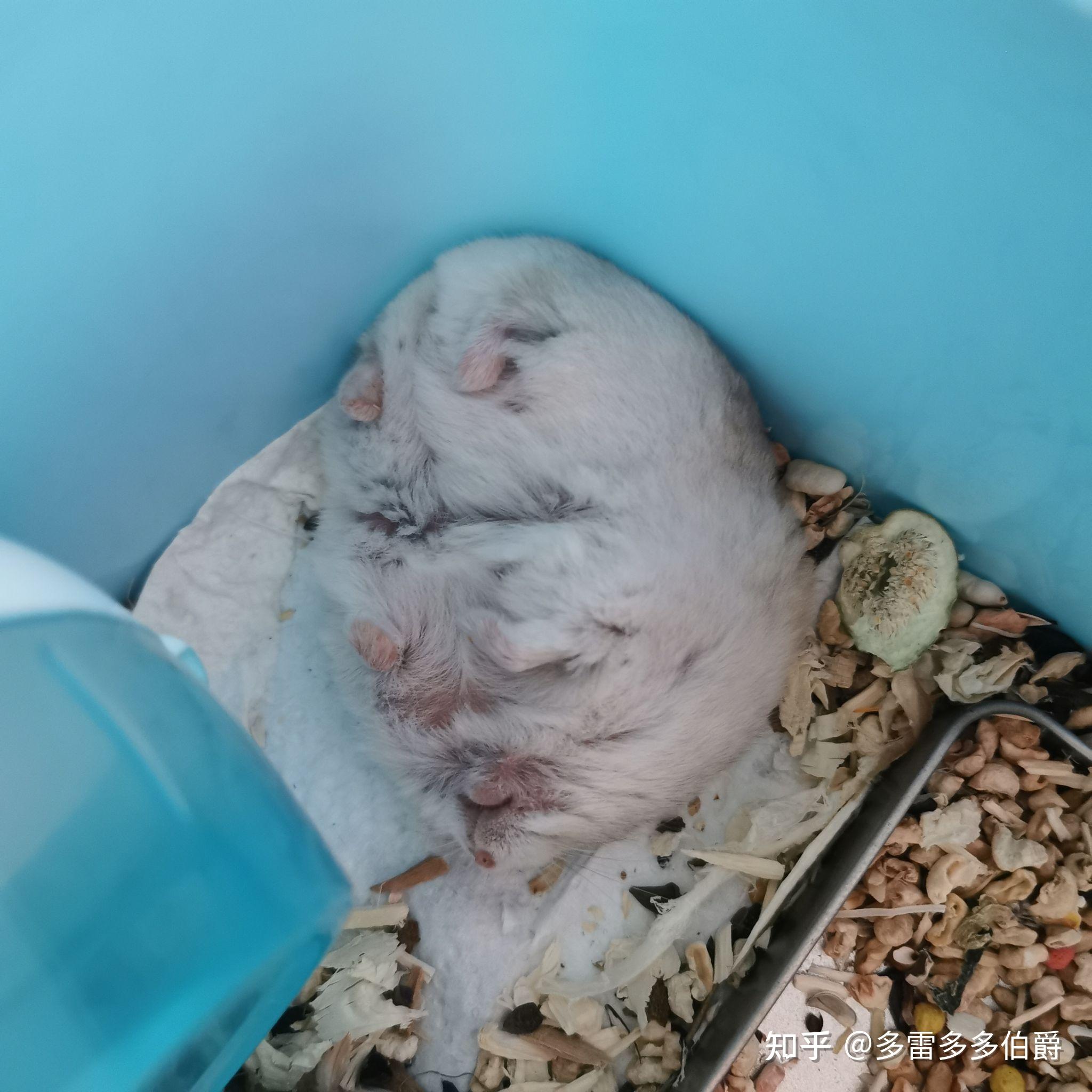 请问养仓鼠不用垫料仓鼠会死吗? - 知乎