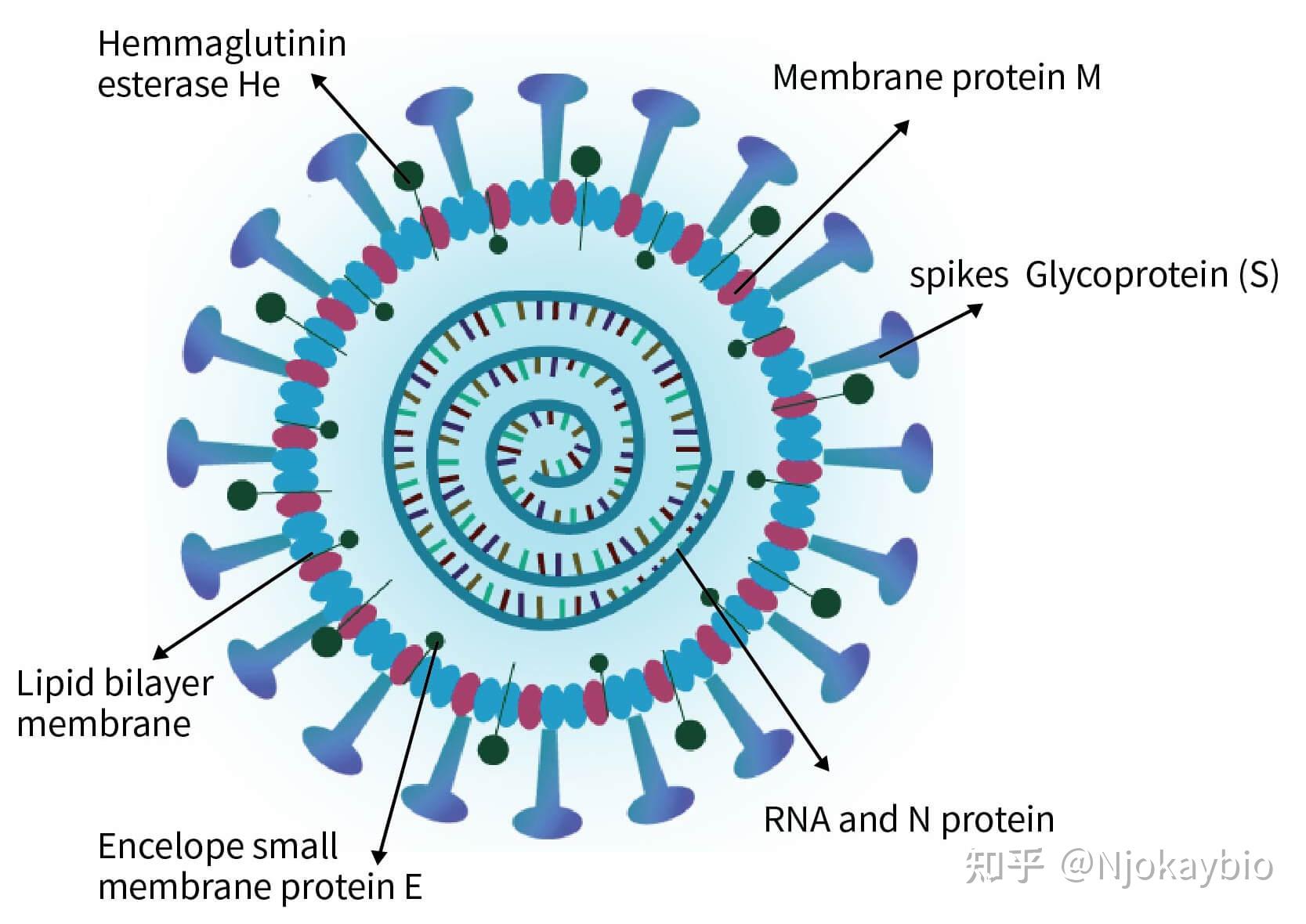 新冠病毒结构模型图图片