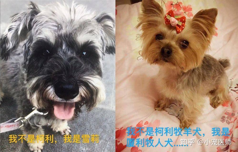 伊维菌素 柯利犬图片