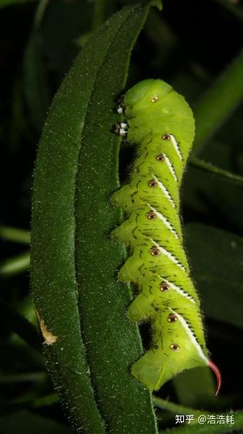 斜绿天蛾幼虫图片图片