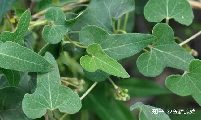 隔山牛皮消耳叶牛皮消